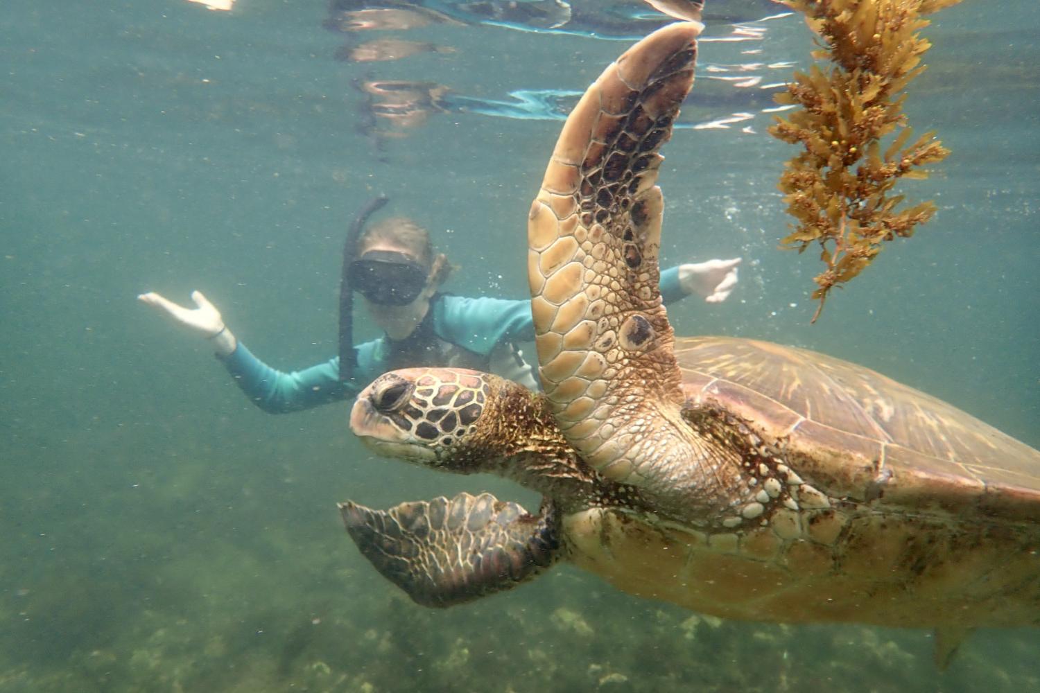 一名<a href='http://yxsf.ngskmc-eis.net'>bv伟德ios下载</a>学生在Galápagos群岛游学途中与一只巨龟游泳.